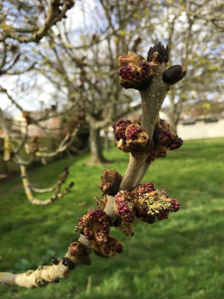 One-leaved ash - twig, buds & flowers stock photo