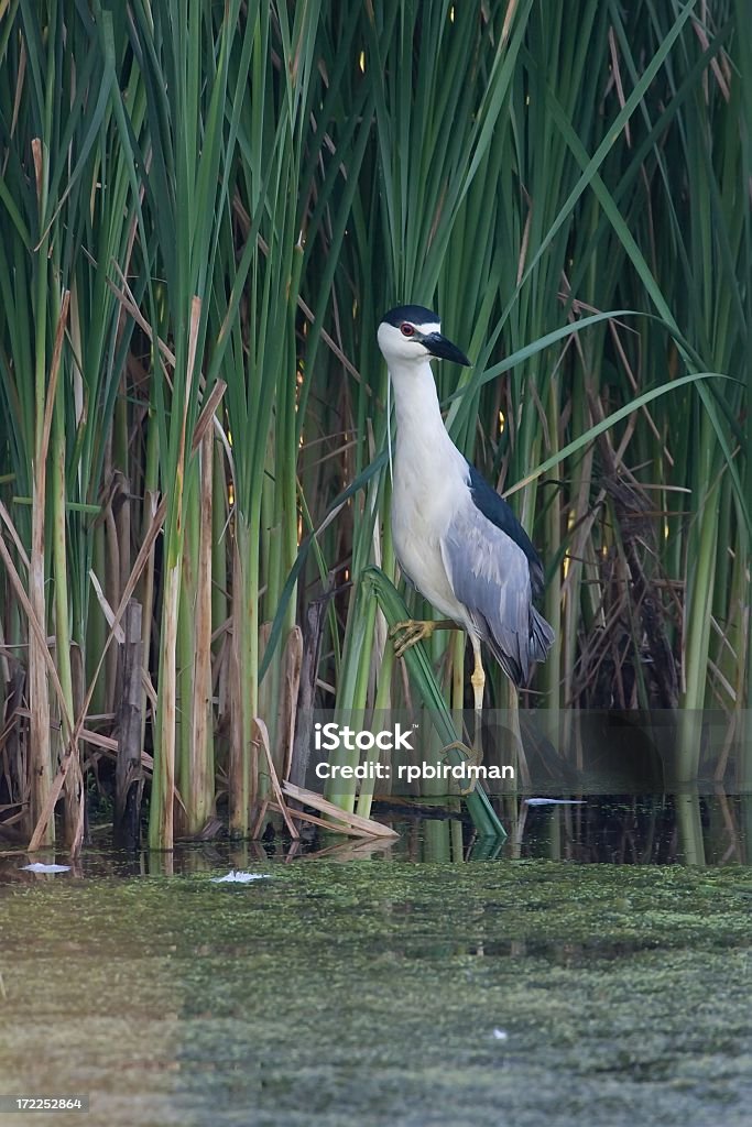 Nachtreiher - Lizenzfrei Bunter Reiher Stock-Foto