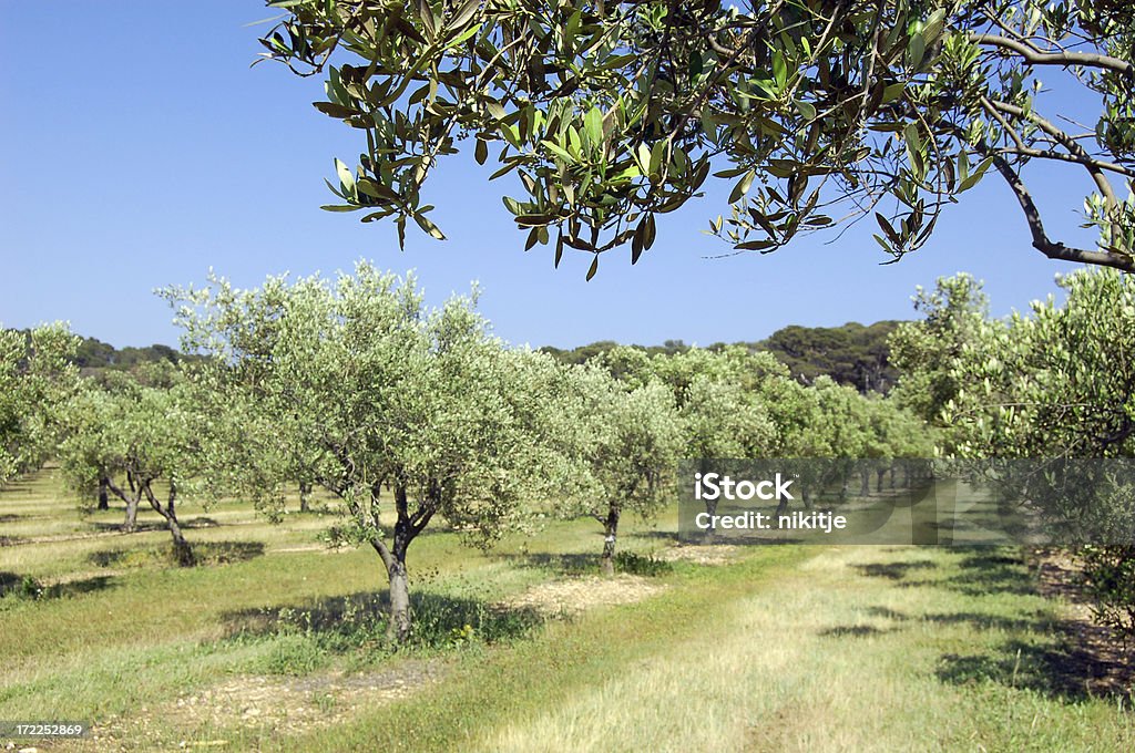 Los olivos acerca de bloom - Foto de stock de Olivo libre de derechos