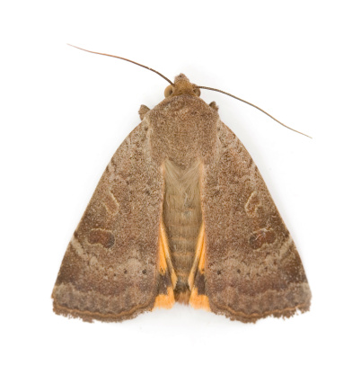 Moth isolated on white.