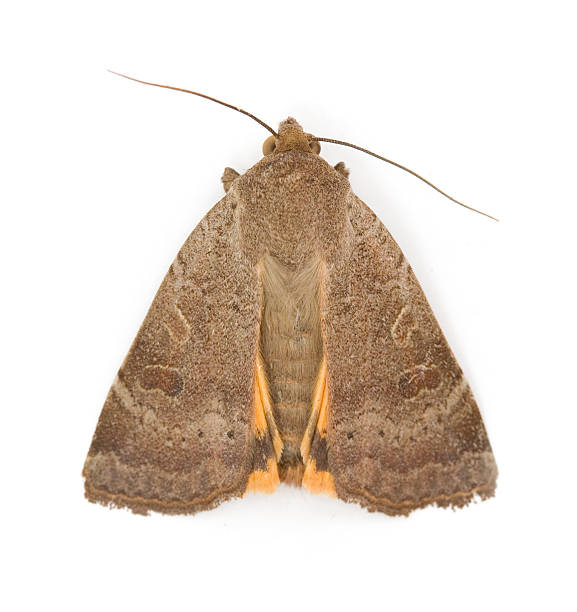 Moth Moth isolated on white. moth photos stock pictures, royalty-free photos & images