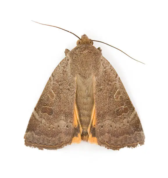 Photo of Moth