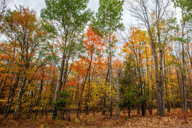 Colorful autumn trees in Wisconsin on a cloudy October day, horizontal