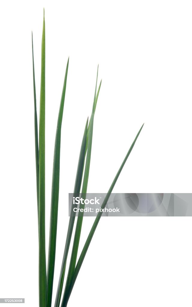 Tall Grass - Foto de stock de Brizna de hierba libre de derechos