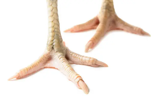 Photo of Chicken feet