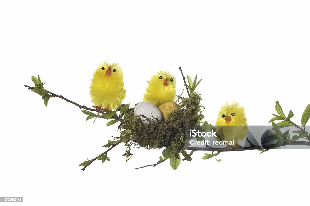 three chicks in tree Three easter chicks in tree on white background.[/url] Animal Stock Photo