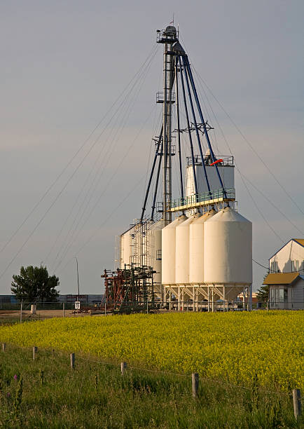 fertilizzante ascensore in canola field al tramonto - saskatoon saskatchewan prairie field foto e immagini stock