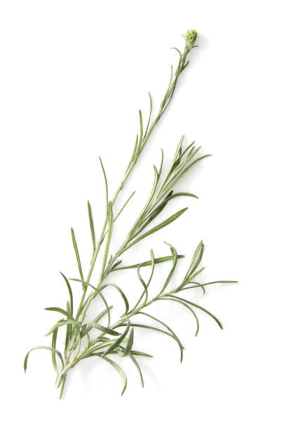 istock "Curry" plant 172253238