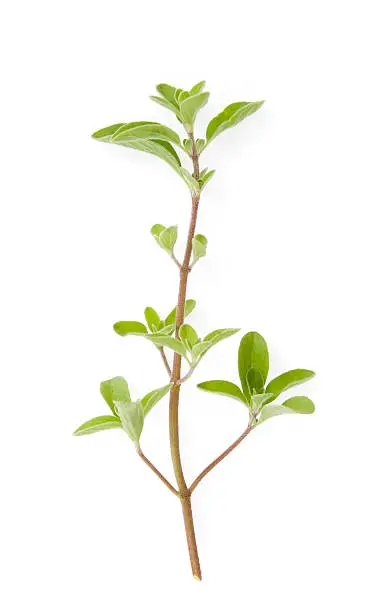 Fresh cut twig of sweet majoram, an aromatic herb used for soups, salads and meats. Similar herb photos: