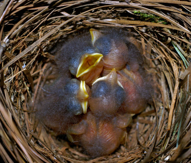 istock Sleepy Baby Bluebirds 172253269