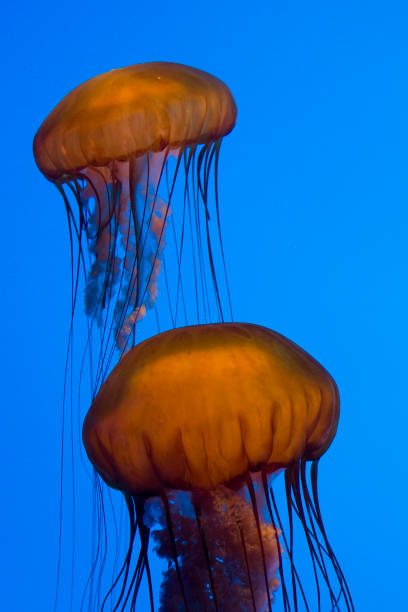 ortica del mare - scyphozoan foto e immagini stock