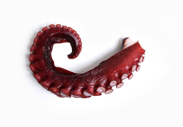 krake - octopus tentacle isolated white stock-fotos und bilder