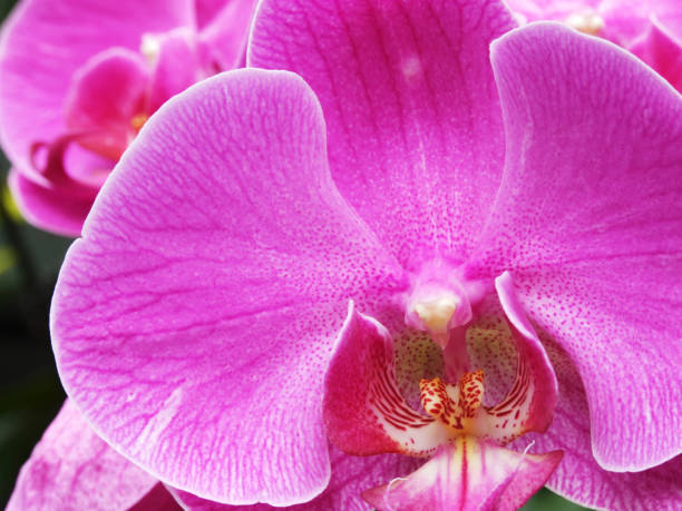 macro pink, purple, orchid blossom stock photo