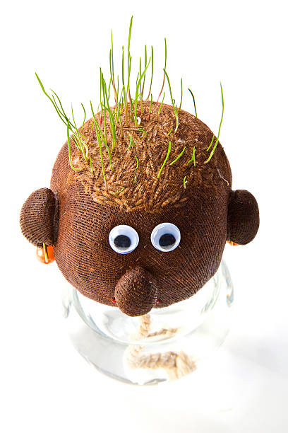 balding sock filled with grass seeds and compost,, decorated as a head,, sucking water from the container below through the rope. comb over stock pictures, royalty-free photos & images