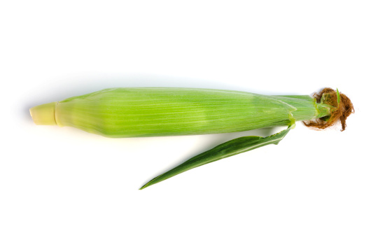 Corn Cob Isolated on White