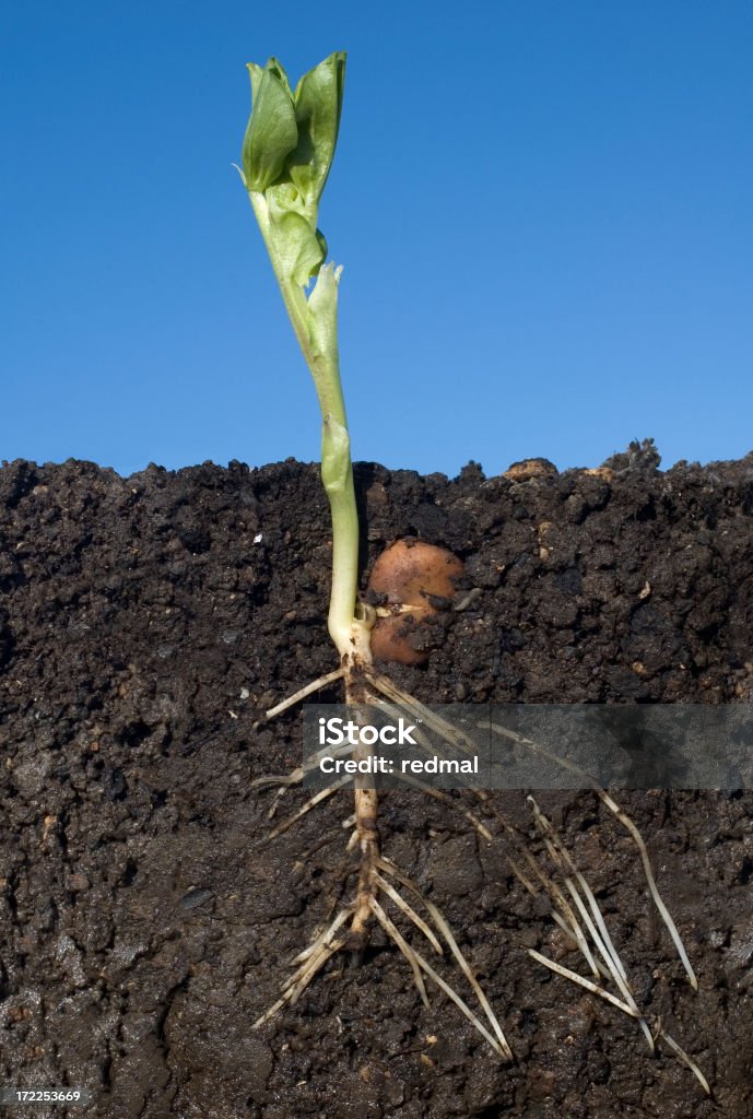 broad bean growth bean plant with roots and soil. Bean Stock Photo