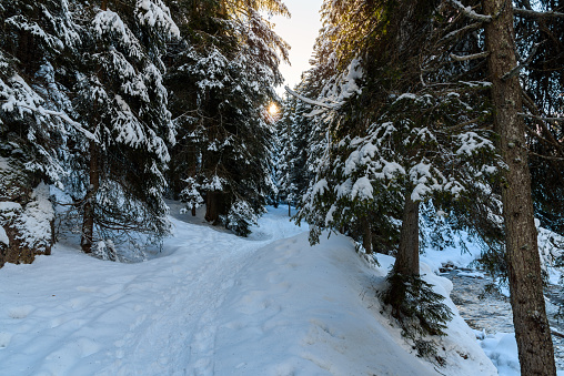 Empty snow covered path running alongside an alpine creek in a pine forest at sunset in winter