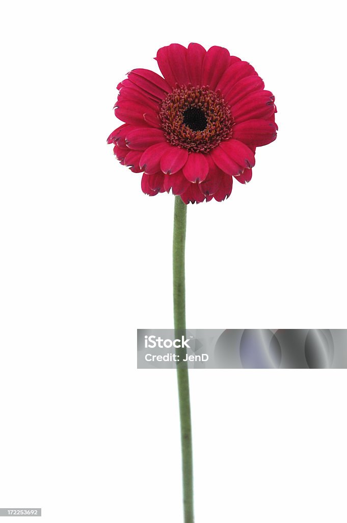 Gerbera - Photo de Blanc libre de droits