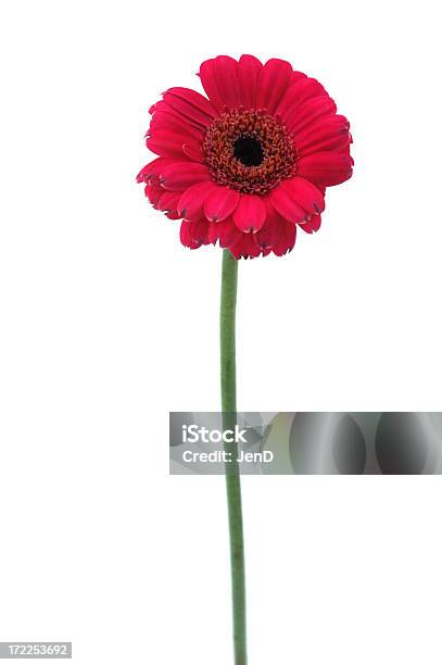 Photo libre de droit de Gerbera banque d'images et plus d'images libres de droit de Blanc - Blanc, Fleur - Flore, Sentir