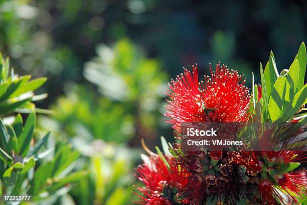 Australian Bottlebrush Flor Foto de stock y más banco de imágenes de Australia - Australia, Planta nativa, Arbusto