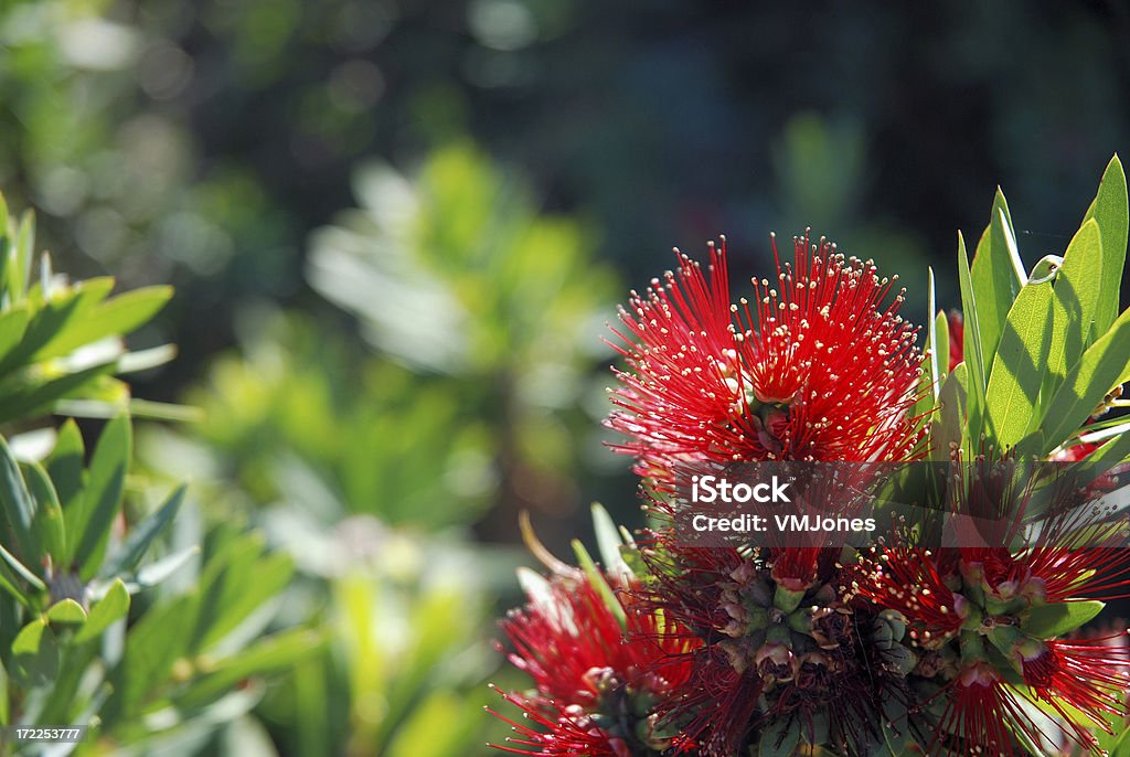 Australien fleur Rince-bouteille - Photo de Australie libre de droits