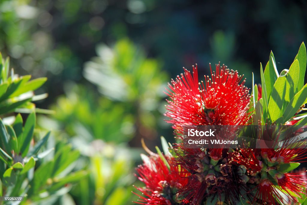 Australian Callistemone fiore - Foto stock royalty-free di Australia