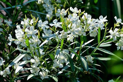 White wood aster Eurybia divaricata (Aster divaricatus) flowers, herbaceous perennial plant in the family: Asteraceae, native range: Eastern North America.