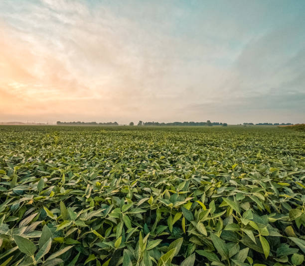 istock Green Soybean Agricultural Field at Dawn 1722538670