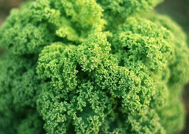 Kale leaves Fresh green leaves of kale kale photos stock pictures, royalty-free photos & images