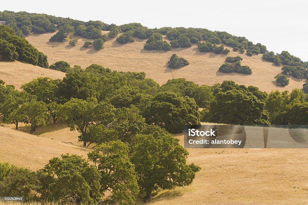 El norte de California, Oak los bosques y colinas doradas - Foto de stock de Llanura libre de derechos