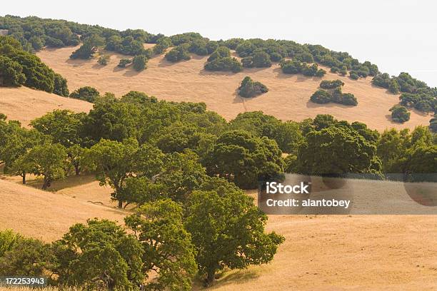 El Norte De California Oak Los Bosques Y Colinas Doradas Foto de stock y más banco de imágenes de Llanura