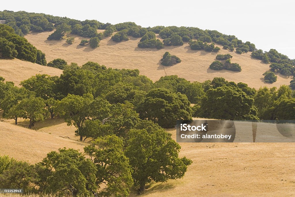 Do norte da Califórnia, o Golden Oak florestas e montanhas - Foto de stock de Planície royalty-free