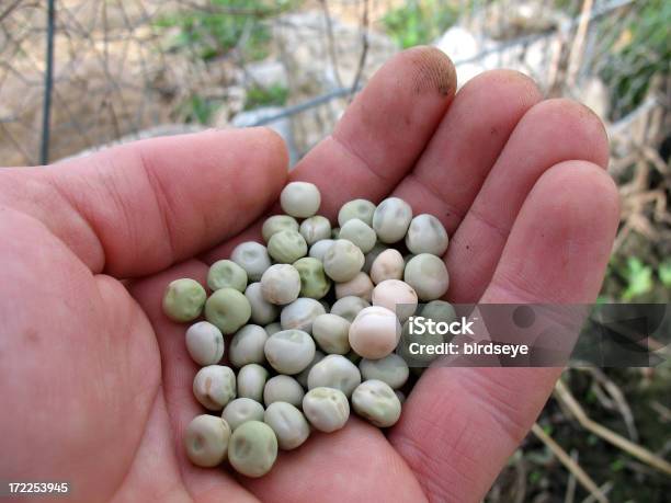 Plantando Ervilhas - Fotografias de stock e mais imagens de Agricultura - Agricultura, Colher - Atividade Agrícola, Comida