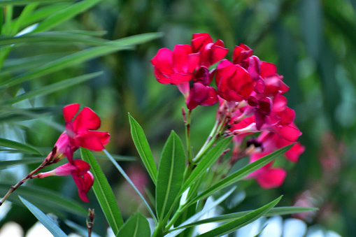 Nerium odrum, or commonly called oleander, nerium oleander, or rosebay, is an upright, rounded evergreen shrub (subtropical to tropical) that is valued for its abundant, fragrant, summer to fall flowers. Red, pink or white five-petal funnel-shaped flowers grow in clusters at the end of each branch. All parts of this plant are poisonous if indigested.