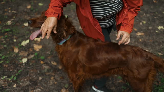 Happy 50s woman is hugging her large Irish Setter dog in the spring forest at sunset. Senior hiking and dog outdoor in nature for exercise, fitness and trekking for health and wellness.
