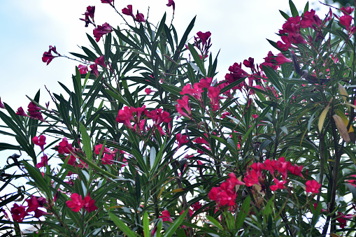 Nerium odrum, or commonly called oleander, nerium oleander, or rosebay, is an upright, rounded evergreen shrub (subtropical to tropical) that is valued for its abundant, fragrant, summer to fall flowers. Red, pink or white five-petal funnel-shaped flowers grow in clusters at the end of each branch. All parts of this plant are poisonous if indigested.