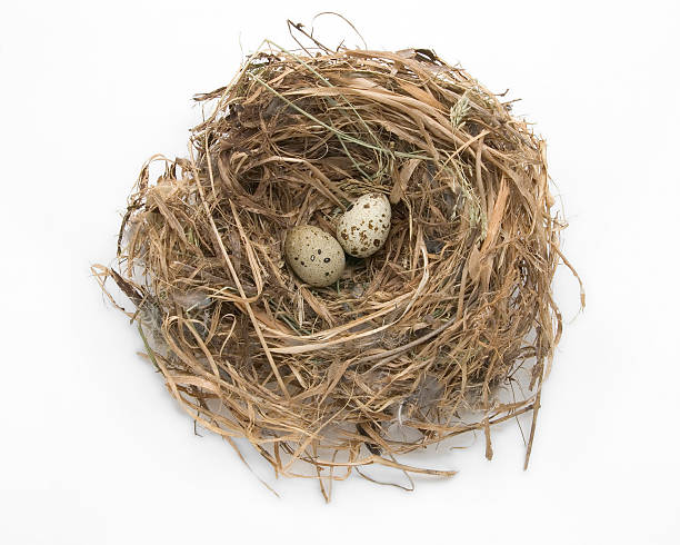 Nest and Speckled Eggs stock photo