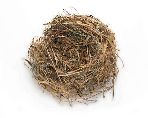 Empty Nest stock photo