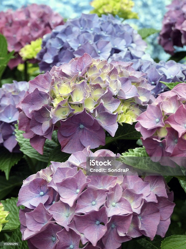 Hortensia arc-en-ciel - Photo de Arbre en fleurs libre de droits