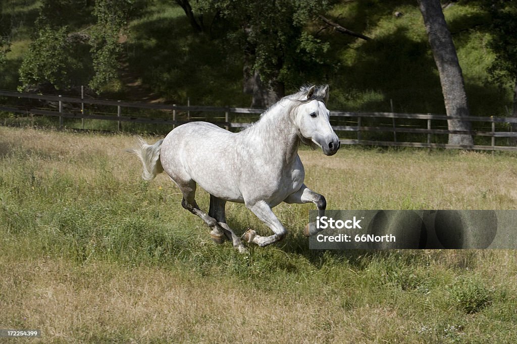 Macareno VI An Andalusina Stallion at a gallop.Pure Spanish stallion (Pura Raza Espanola) Activity Stock Photo