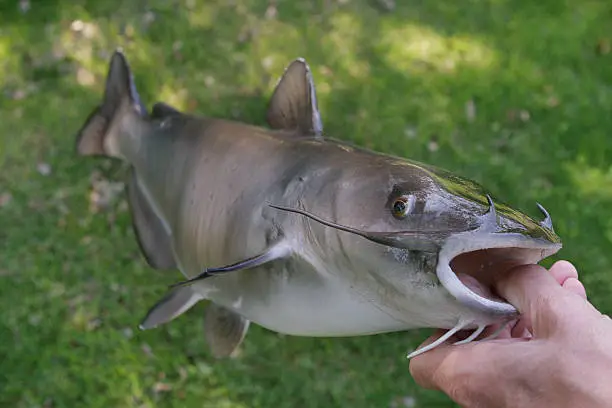 Photo of Channel Catfish