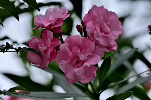 Nerium odrum, or commonly called oleander, nerium oleander, or rosebay, is an upright, rounded evergreen shrub (subtropical to tropical) that is valued for its abundant, fragrant, summer to fall flowers. Red, pink or white five-petal funnel-shaped flowers grow in clusters at the end of each branch. All parts of this plant are poisonous if indigested.