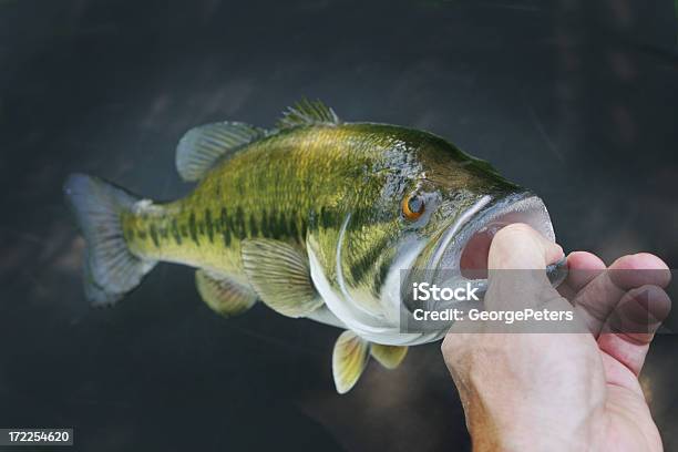 Foto de Micropterus Salmoides e mais fotos de stock de Micropterus Salmoides - Micropterus Salmoides, Peixe, Centropristes Striata