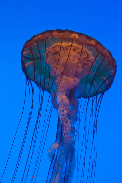 ortica del mare - scyphozoan foto e immagini stock