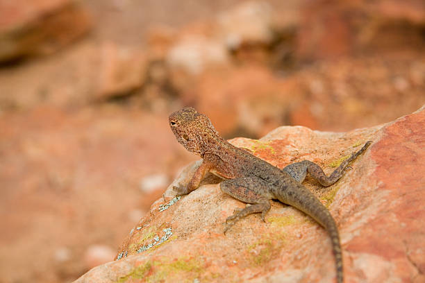 砂漠のリザード - lizard landscape desert australia ストックフォトと画像