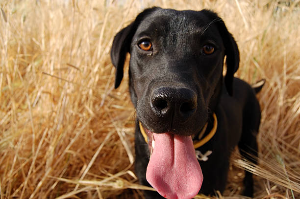 labrador - dog black labrador retriever animal nose foto e immagini stock