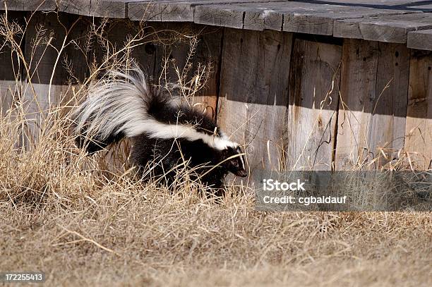 Photo libre de droit de Mouffette Alertnbsp banque d'images et plus d'images libres de droit de Mouffette - Mouffette, Animaux à l'état sauvage, Danger