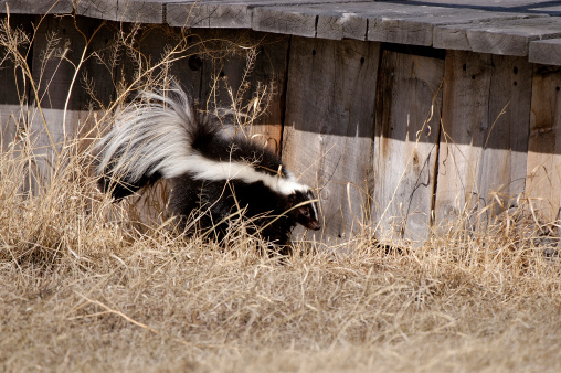 Skunk looking for a way under a wooden deck.