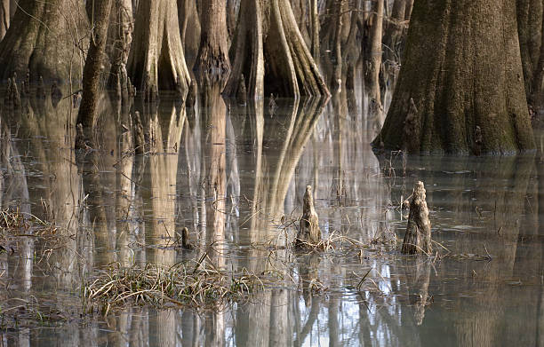 Pantano de Cypress trees in - foto de stock