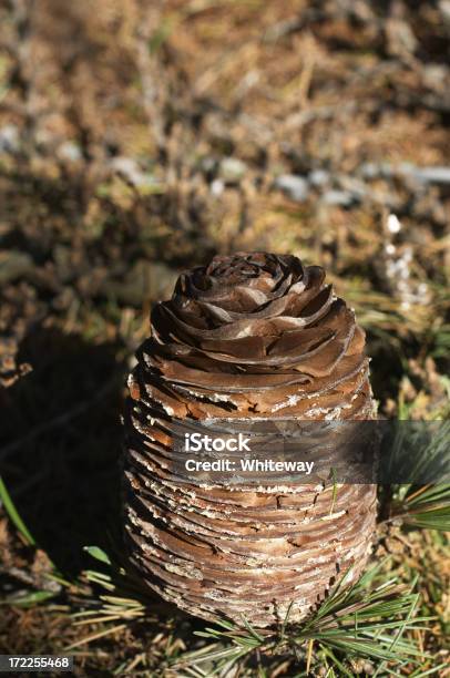 Foto de Pinha De Cedro Do Líbano Cedrus Libani e mais fotos de stock de Cedro do Líbano - Cedro do Líbano, Desfocado - Foco, Espaço para Texto